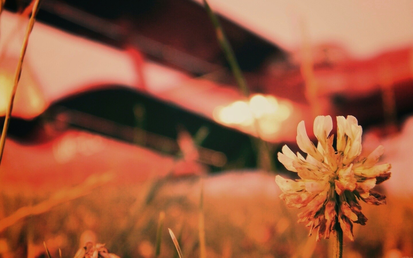 Цветок и красный самолет обои