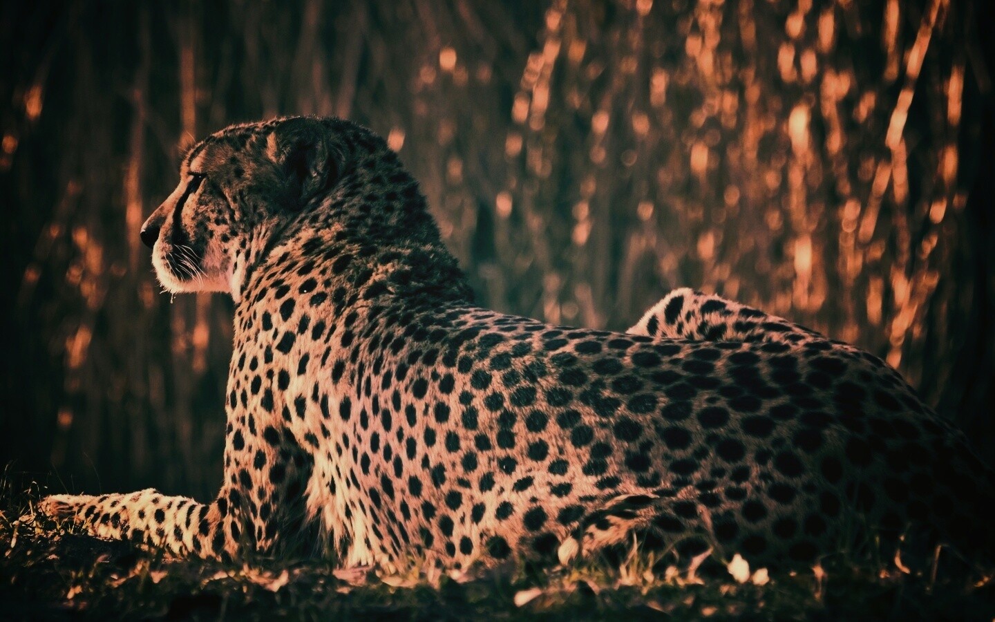 Гепард обои