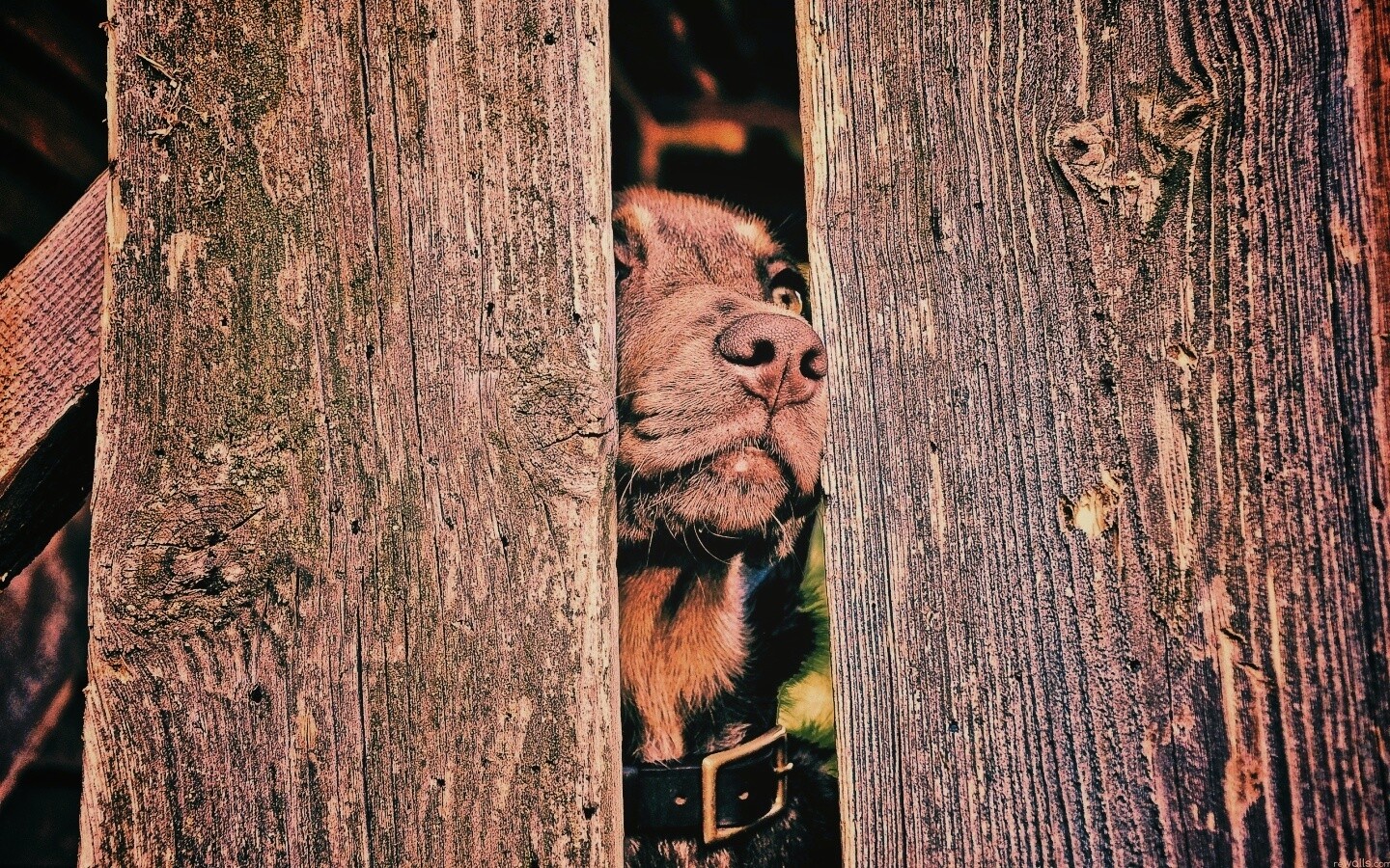 Собака выглядывает из-за забора обои