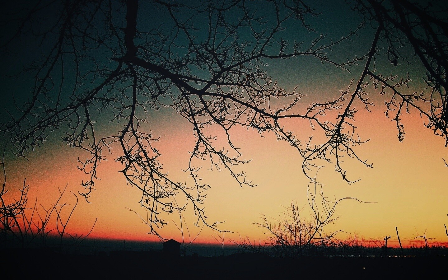 Закат сквозь ветки деревьев обои