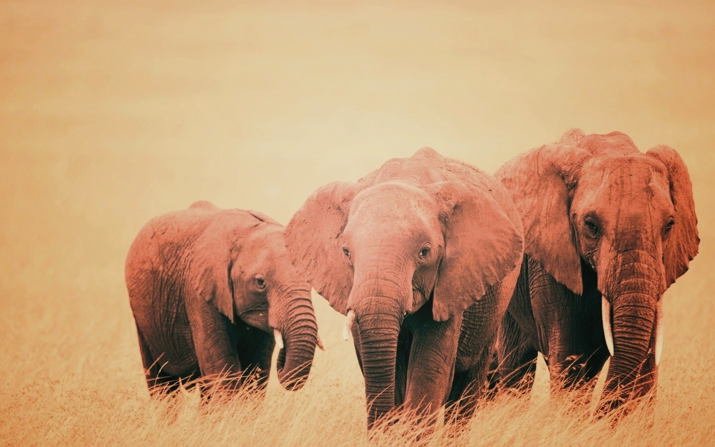 Слон, слониха и слоненок обои