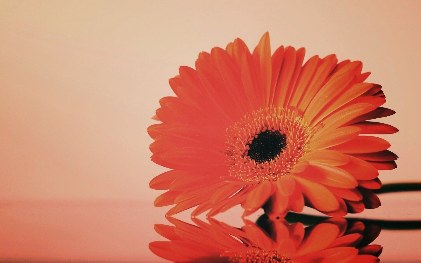 Гербер на стекле обои