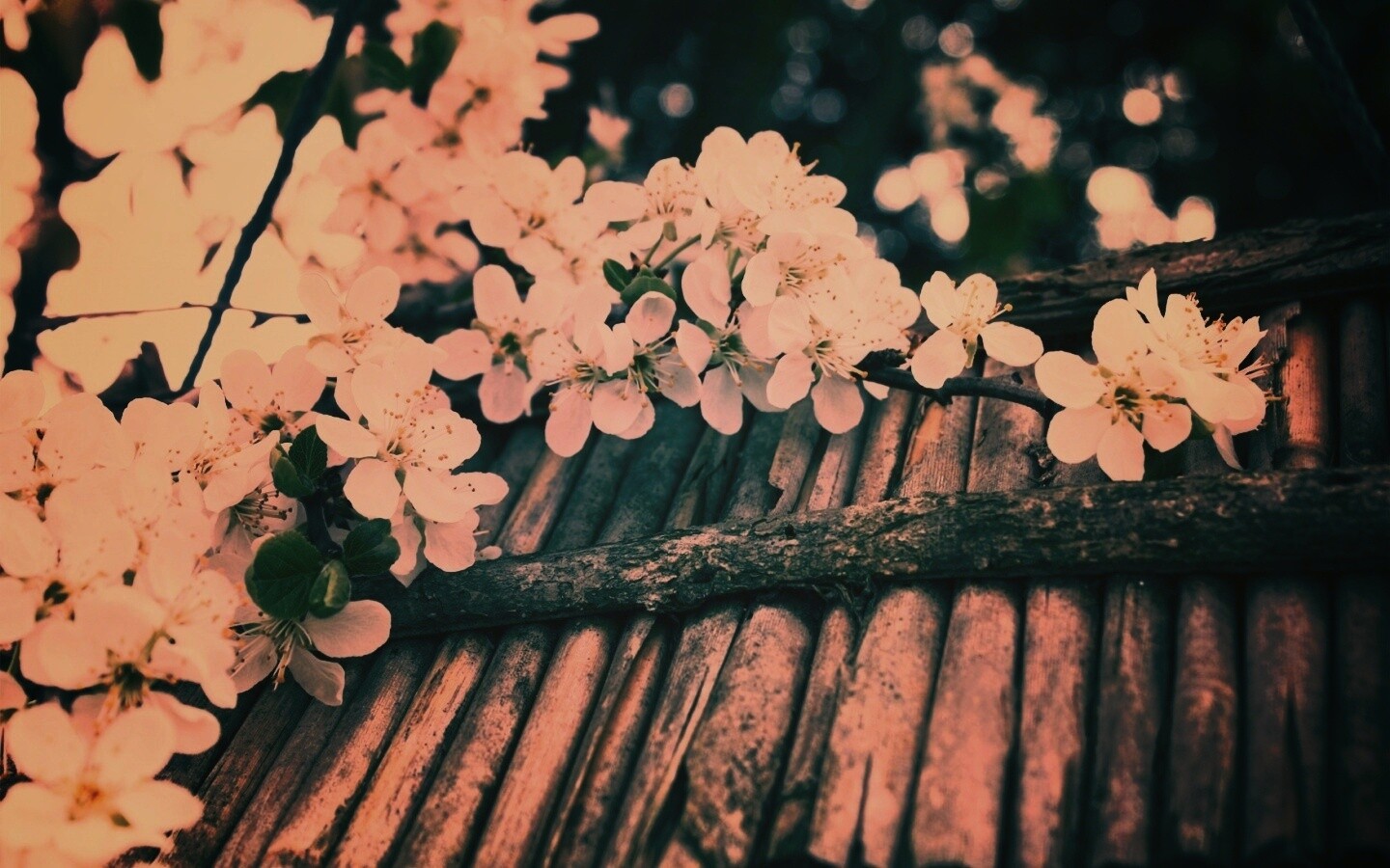 Веточка цветущей вишни обои