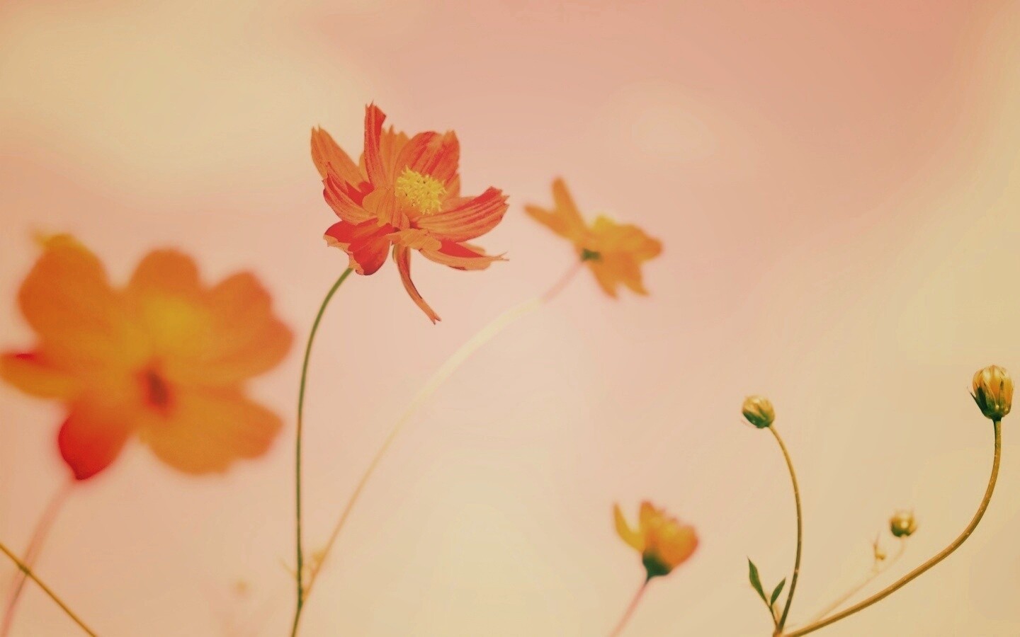 Летние цветы на фоне неба обои