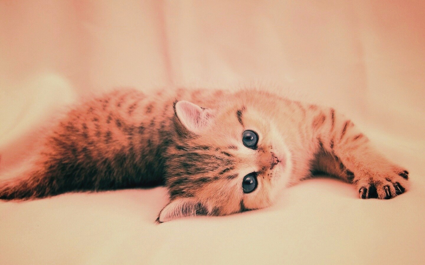 Рыжиый котенок с синим глазами обои