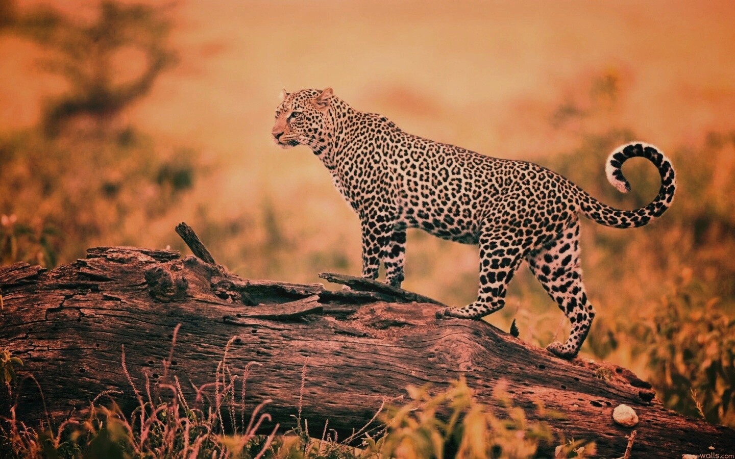 Леопард на природе обои