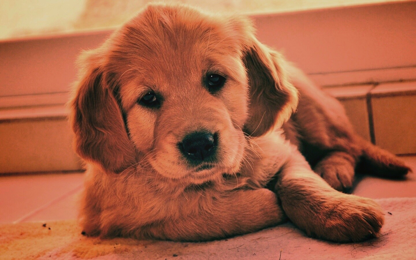 Сонный щенок лабрадора обои