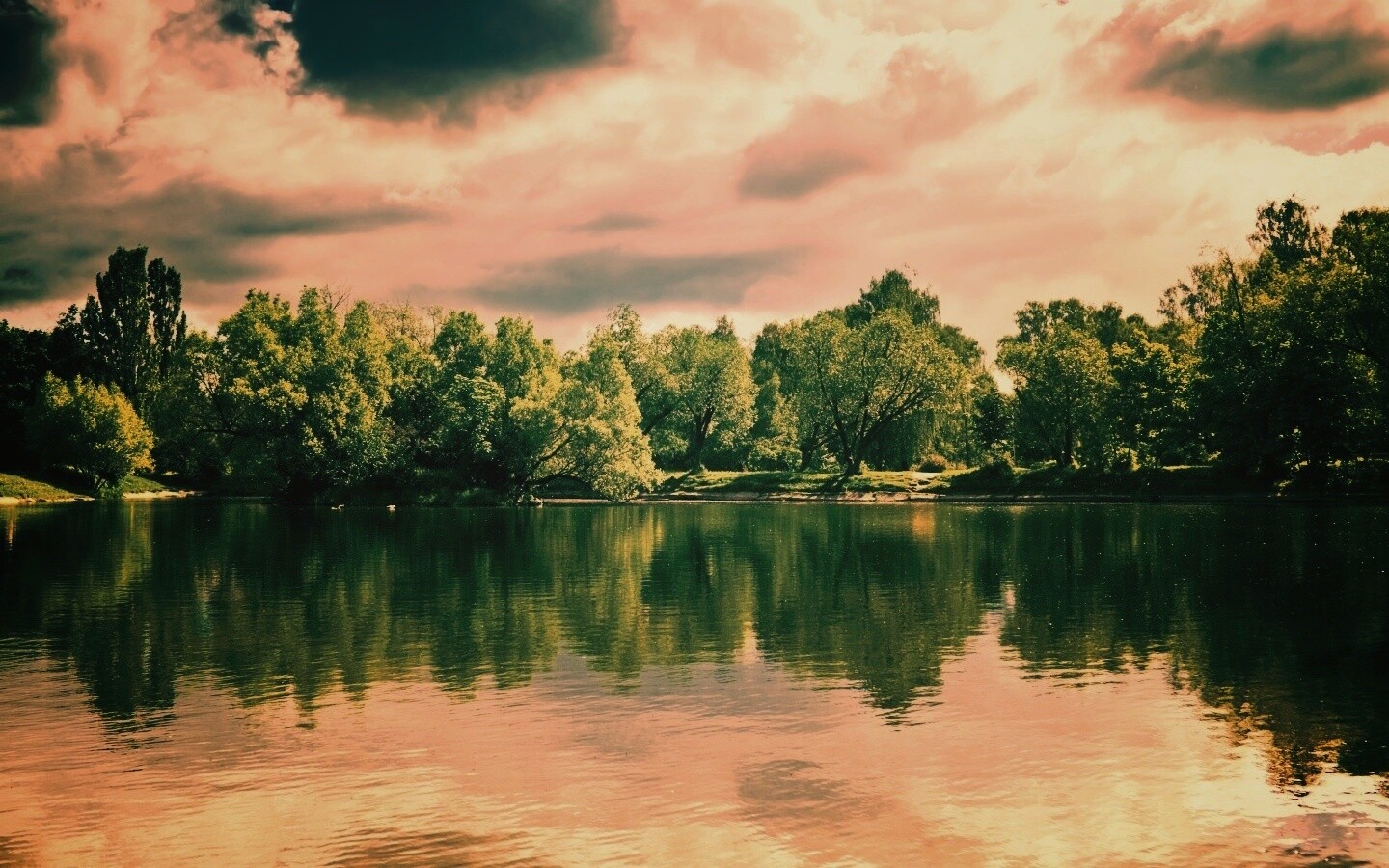 Деревья на берегу озера обои