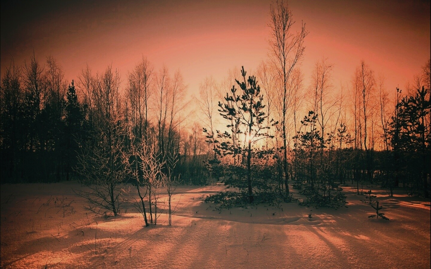 Зимний лес обои