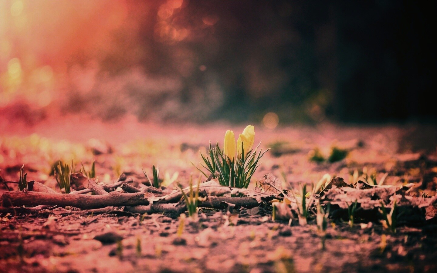 Весенняя трава и цветы обои