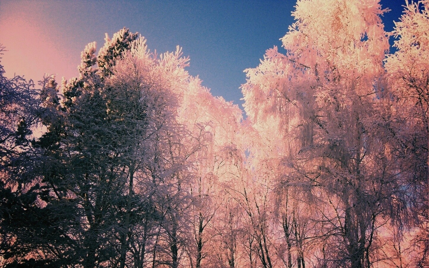 Замерзший лес обои