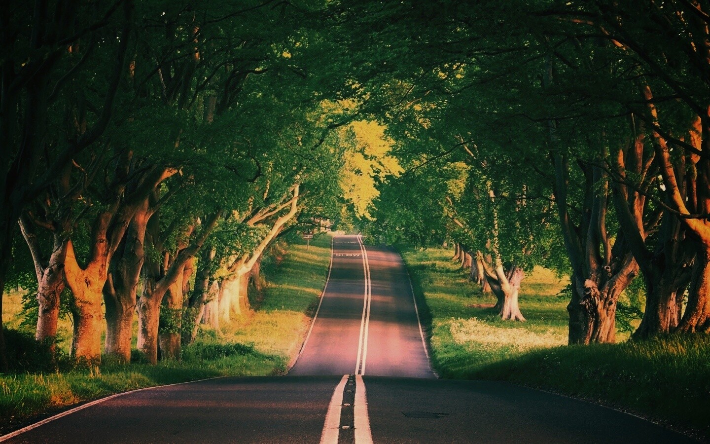 Дорога через лес обои