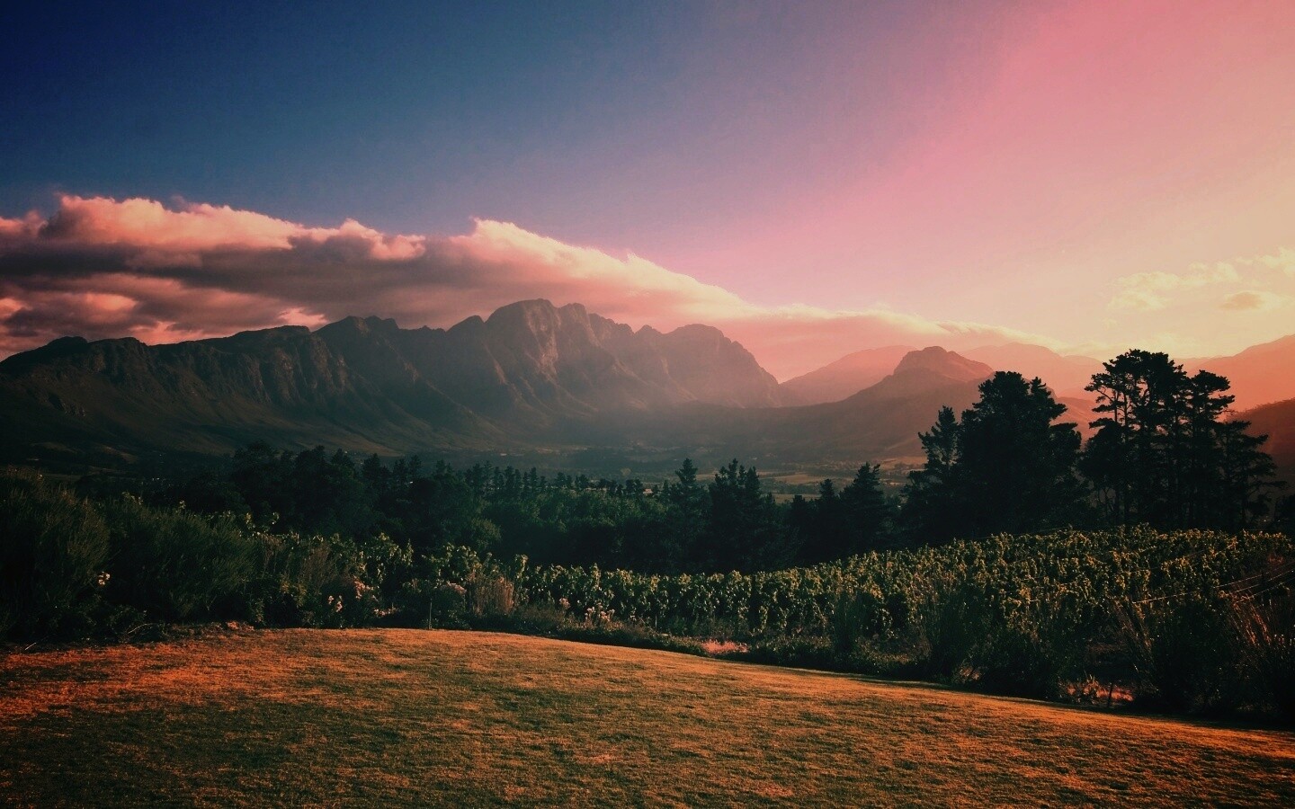 Виноградники в Африке обои