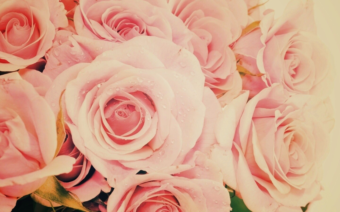 Букет розовых роз обои