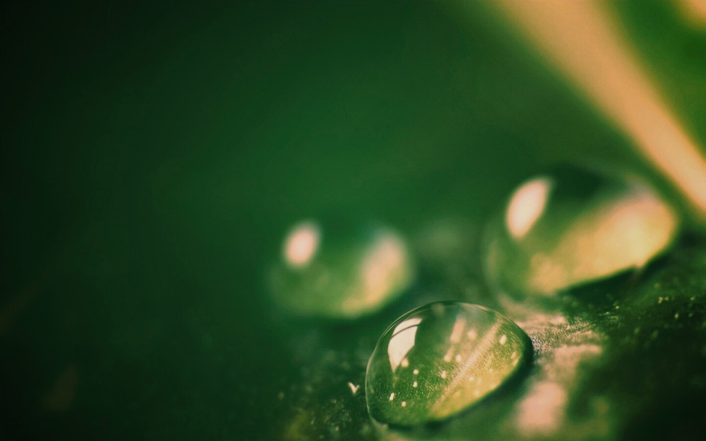 Зеленые капли росы обои