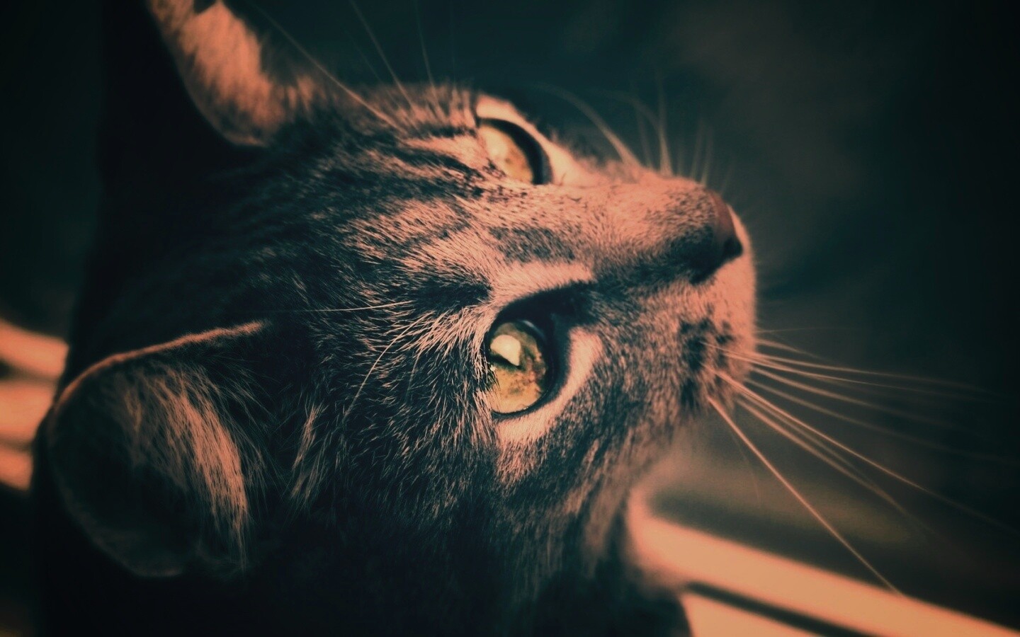 Кот с желтыми глазами обои
