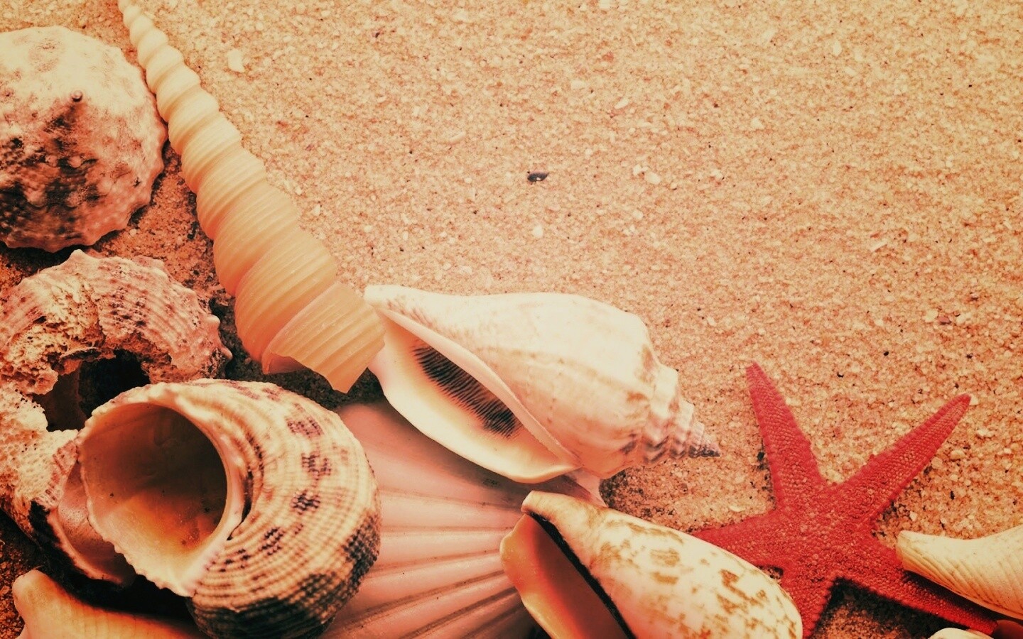 Морские раковины и звезды обои