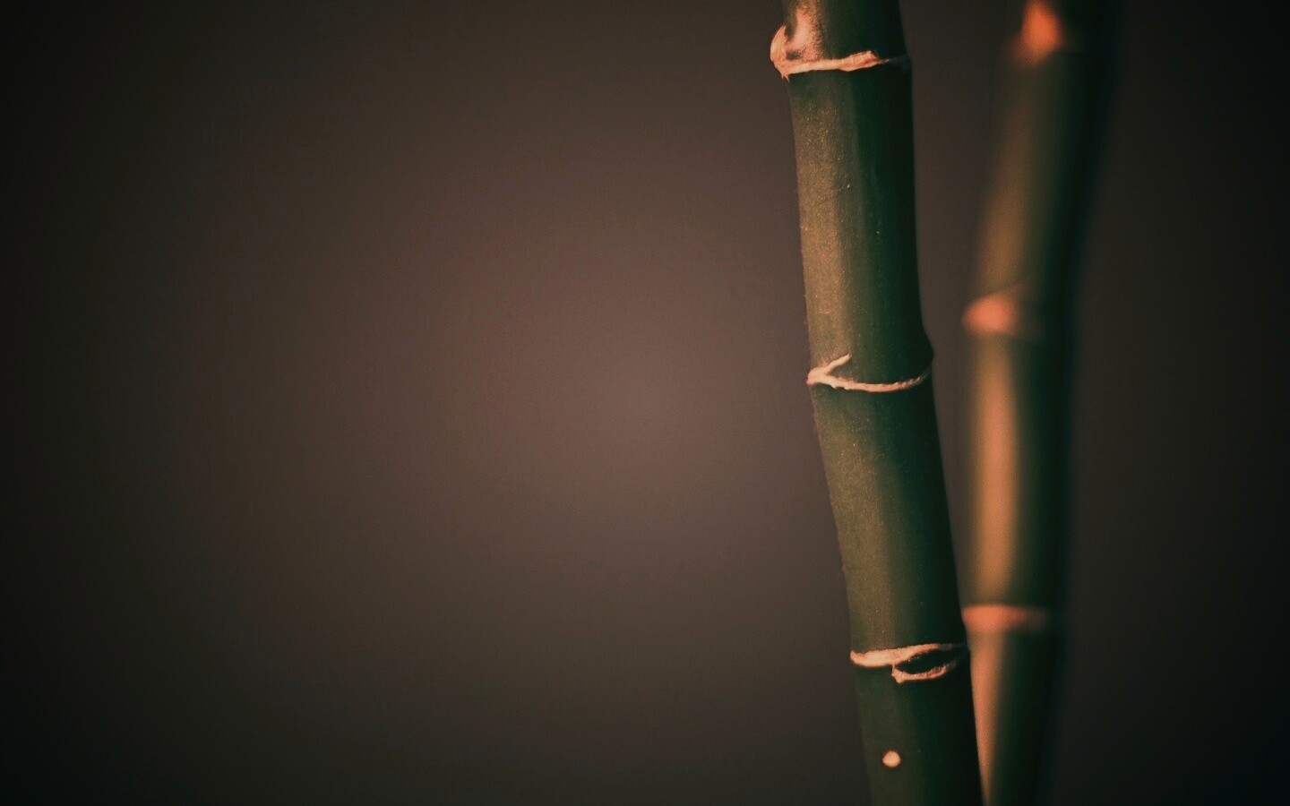 Макро фото стебля бамбука обои