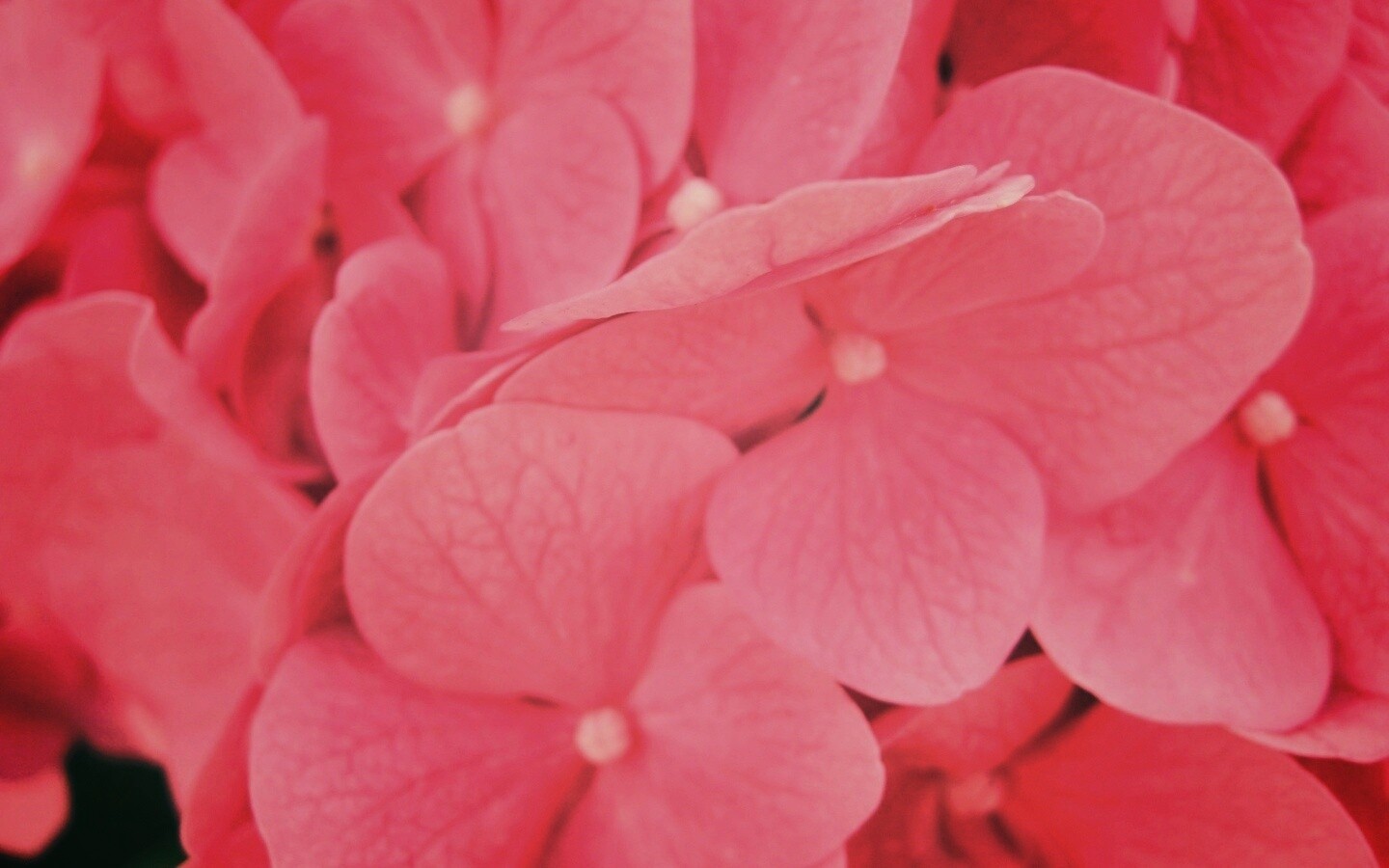 Фиолетовые нежные цветы обои