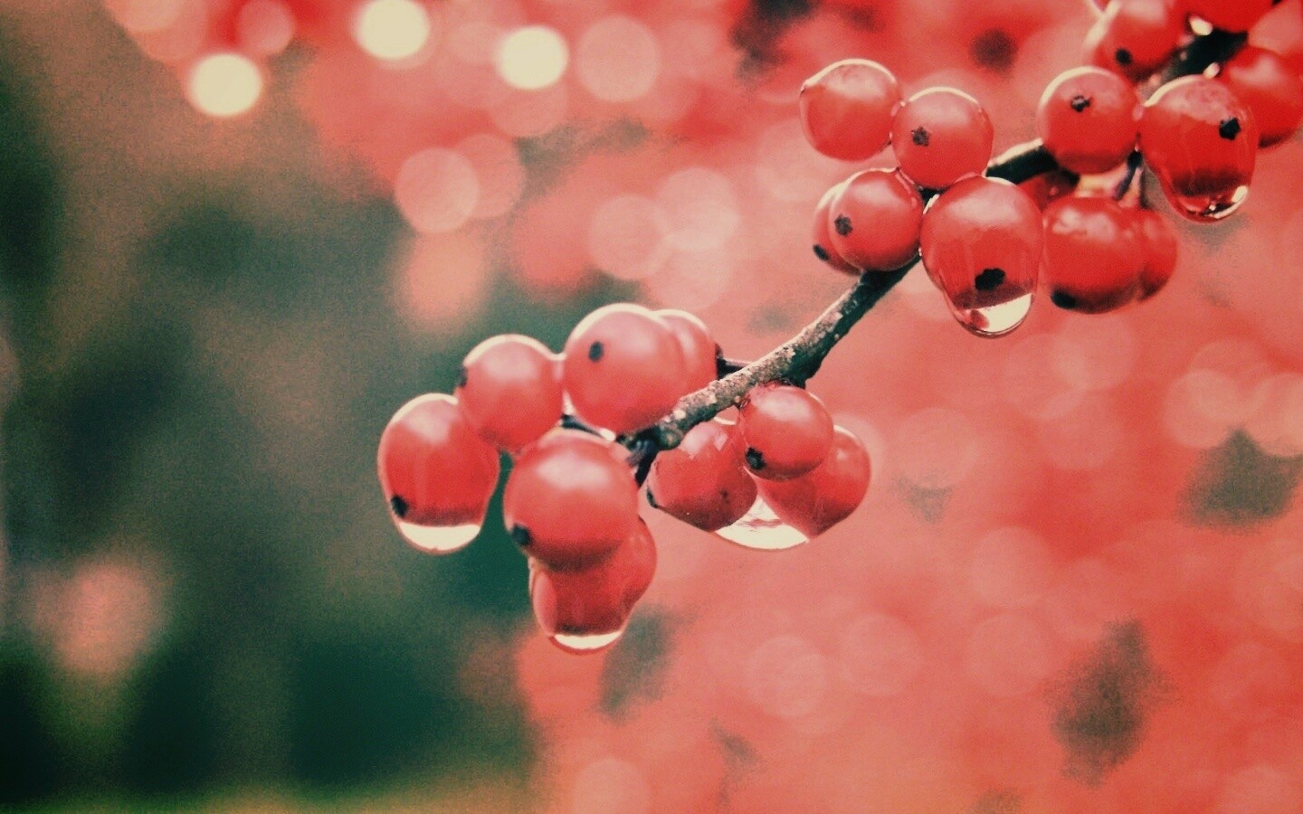Капли росы на ягодах рябины обои