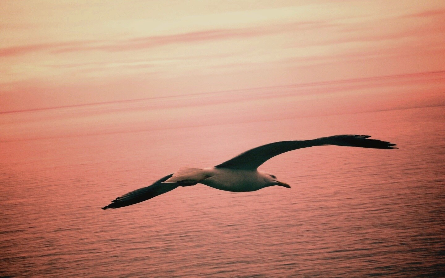 Чайка в полете обои