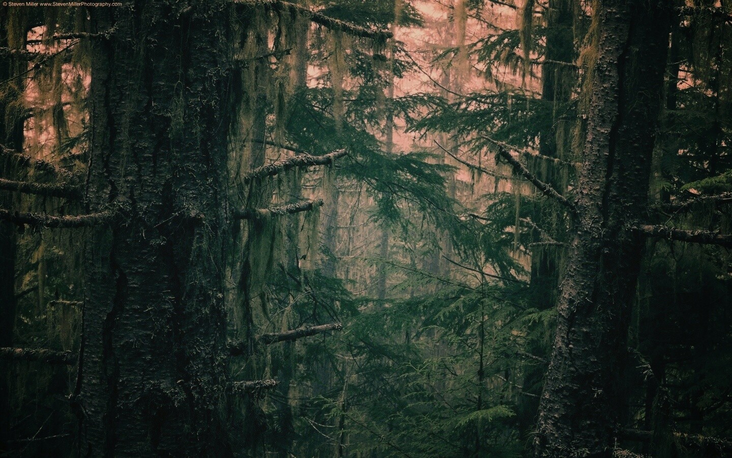 Дремучий лес обои