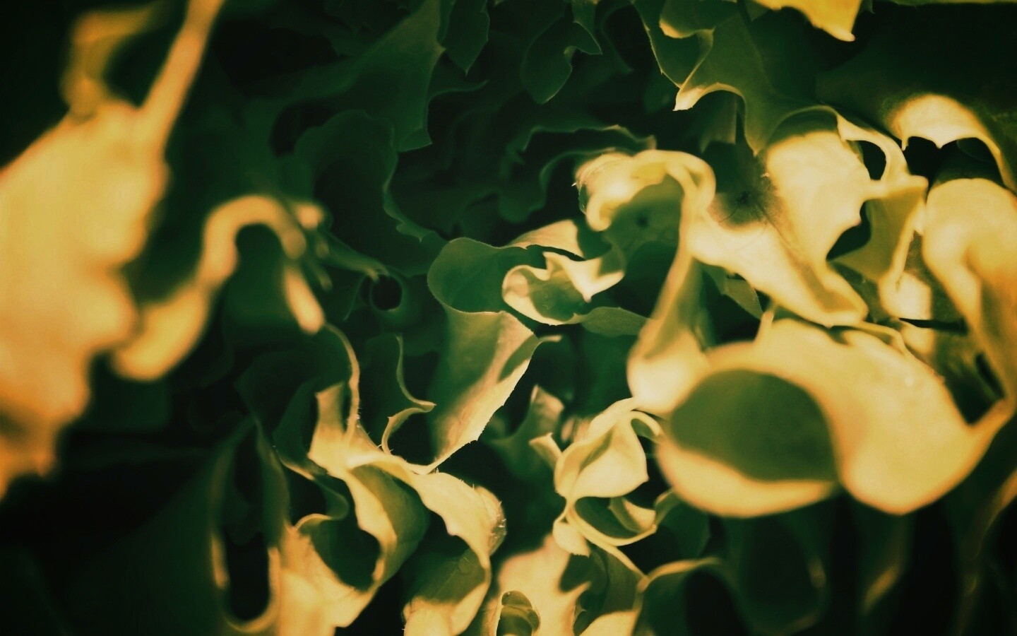 Зеленая листва обои