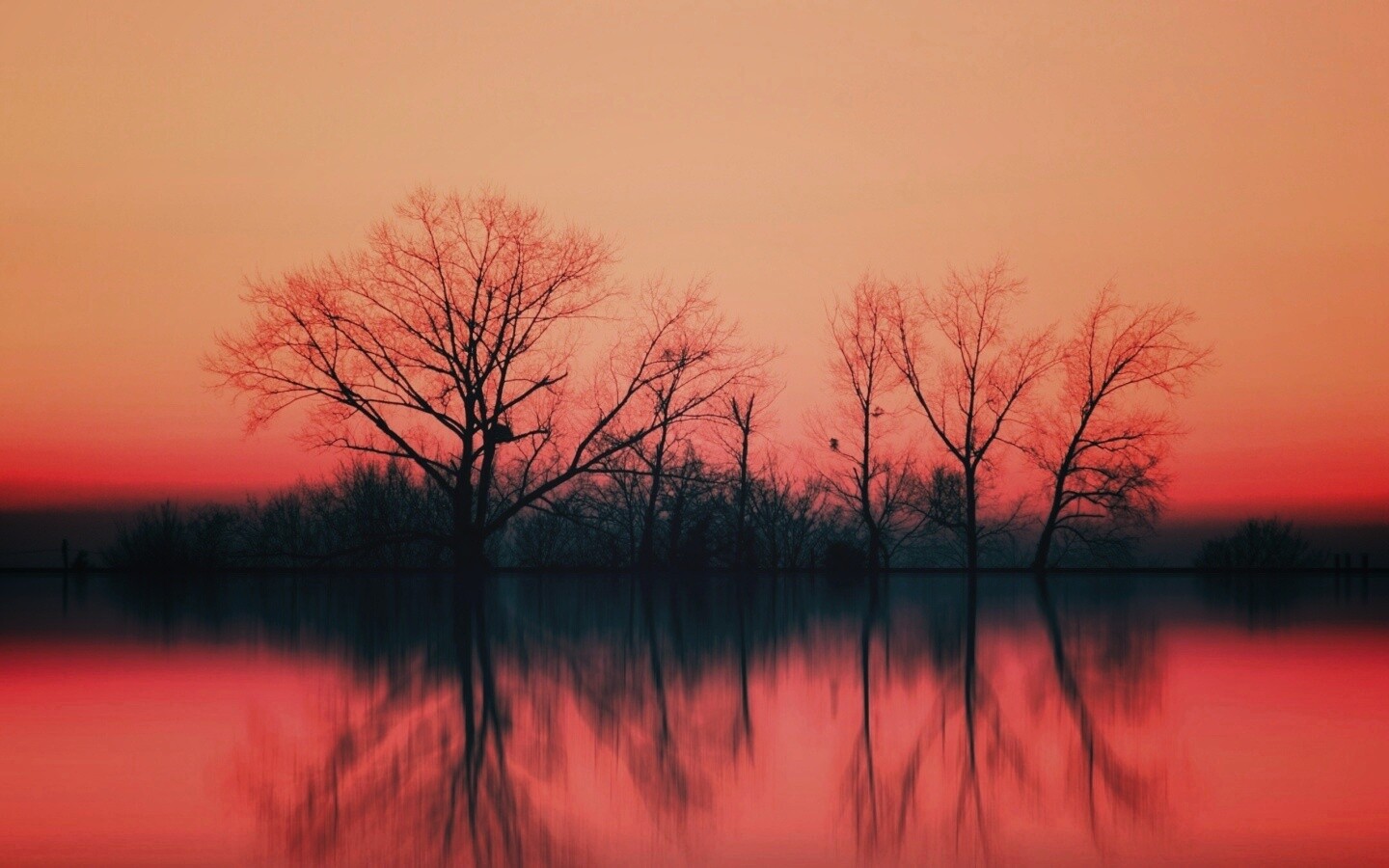 Деревья при закате обои