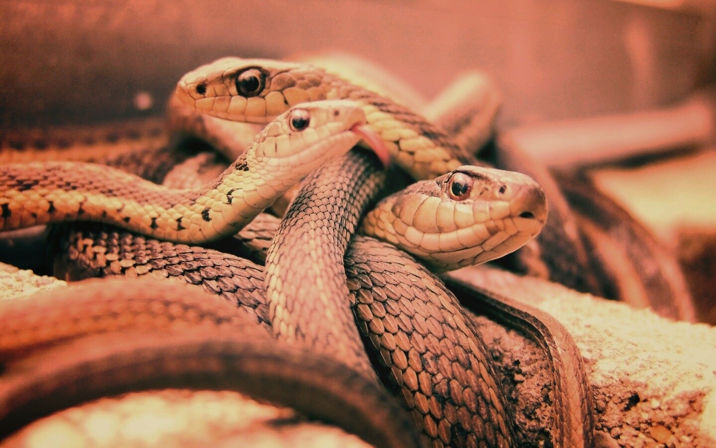 Клубок змей обои