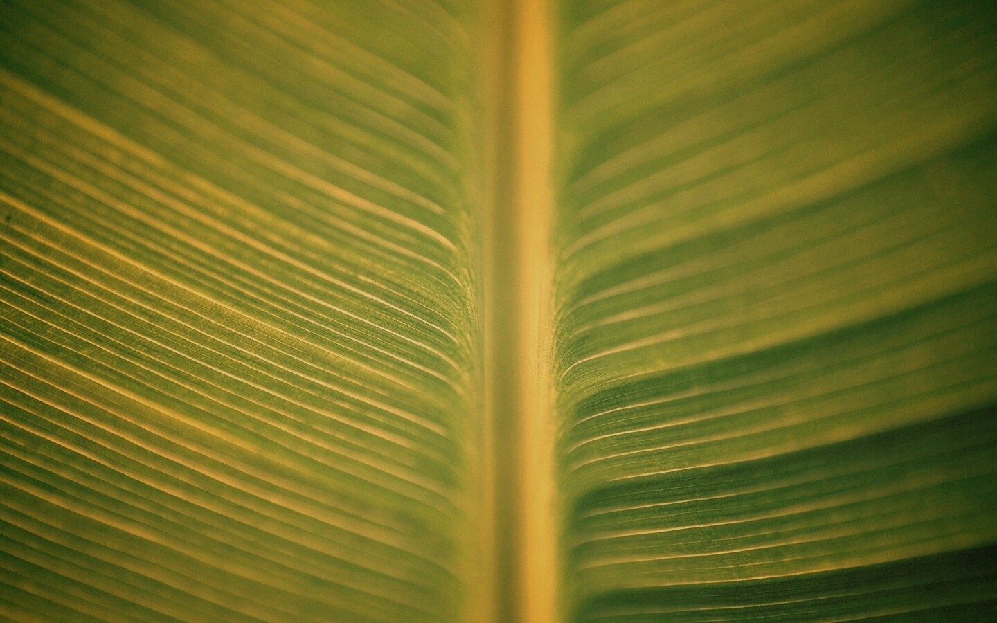 Макро фото листа обои