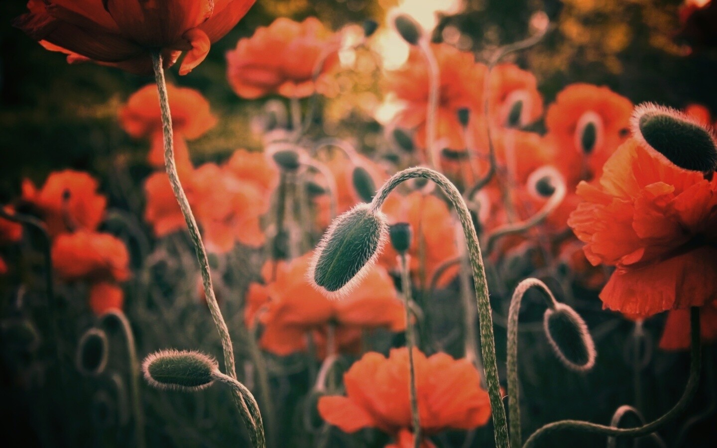 Бутон среди цветов обои