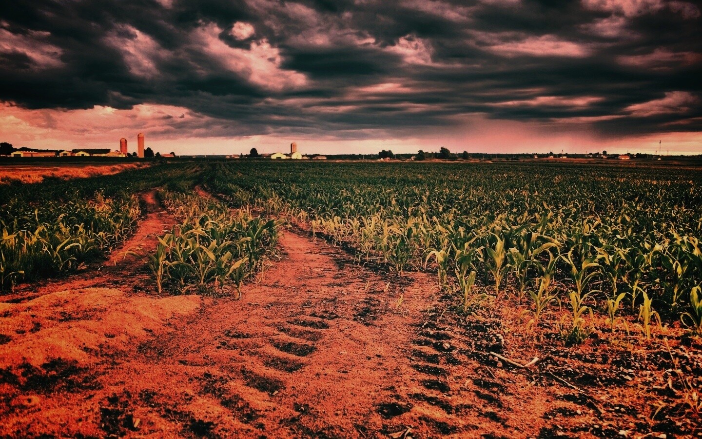 Кукурузное поле у фермы обои