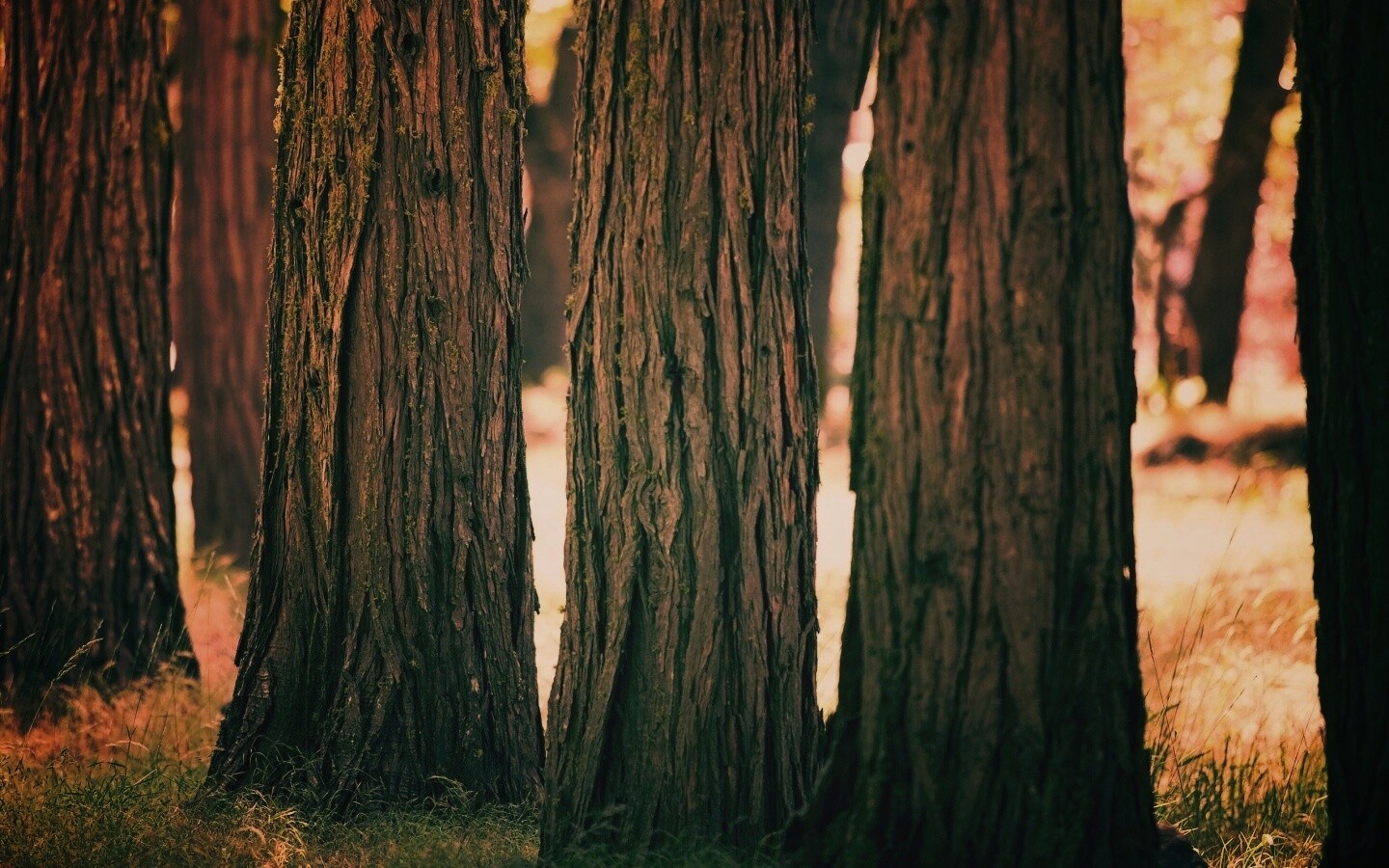 Стволы деревьев  обои