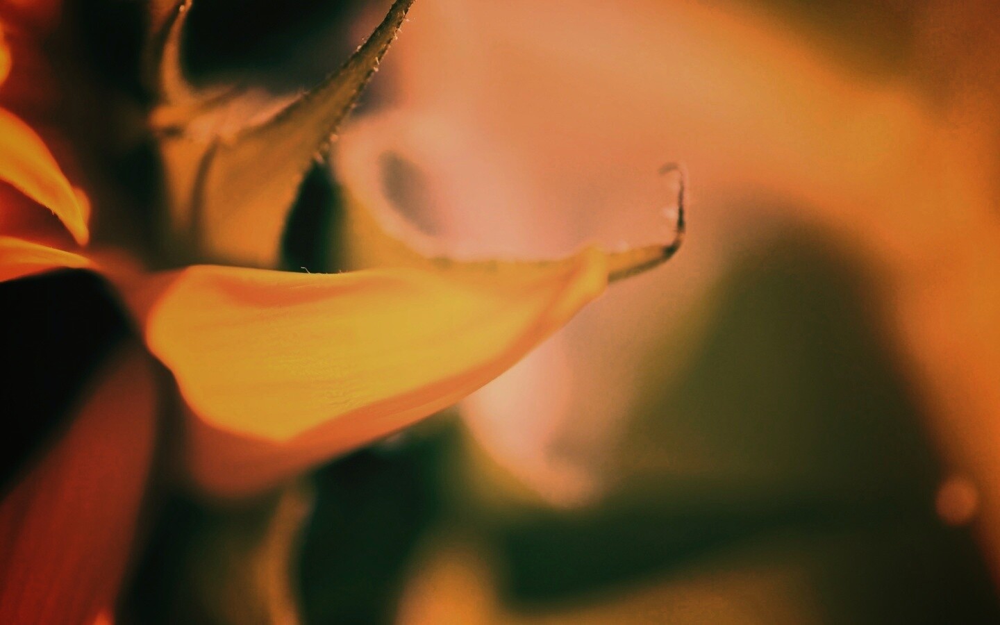 Солнечный цветок обои