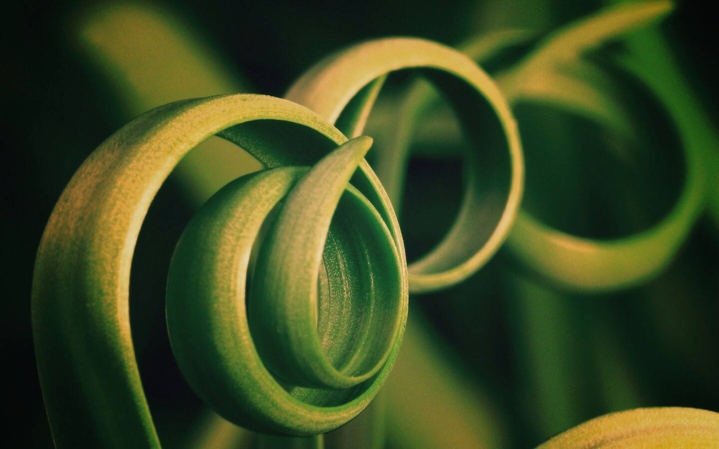 Зеленый обруч обои