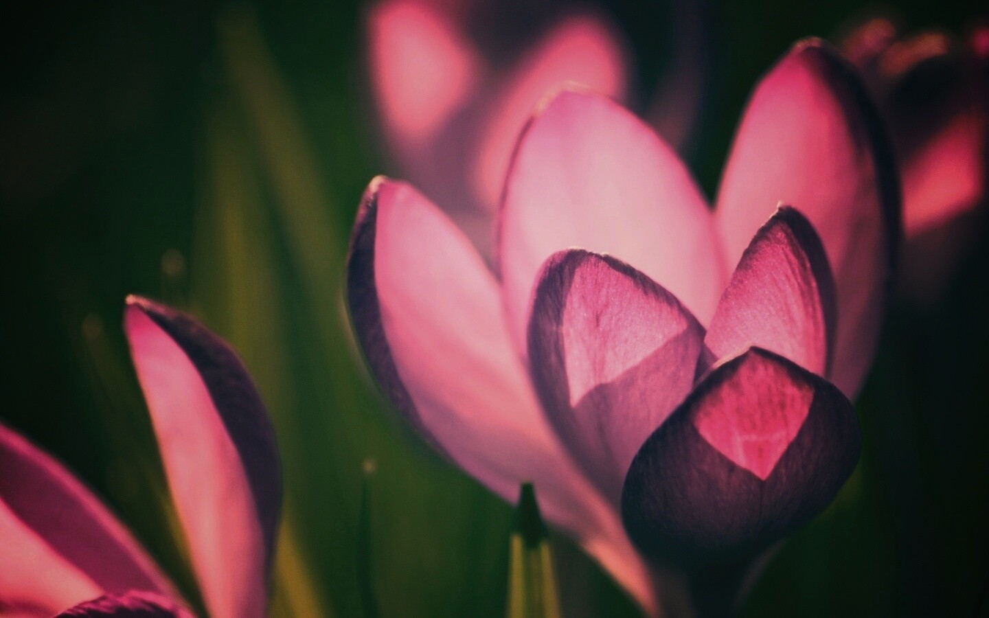 Фиолетовый крокус обои