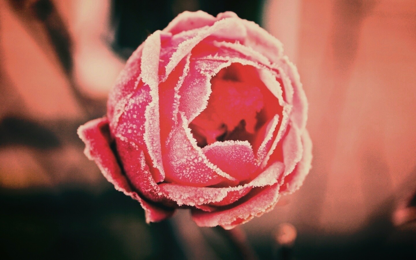 Роза в иние обои