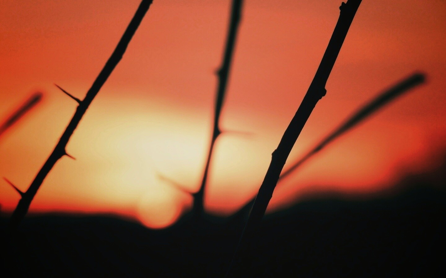 Закат солнца в поле обои