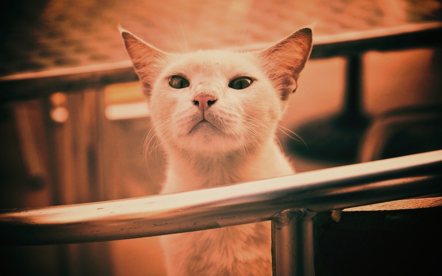 Настороженно принюхивающийся кот обои