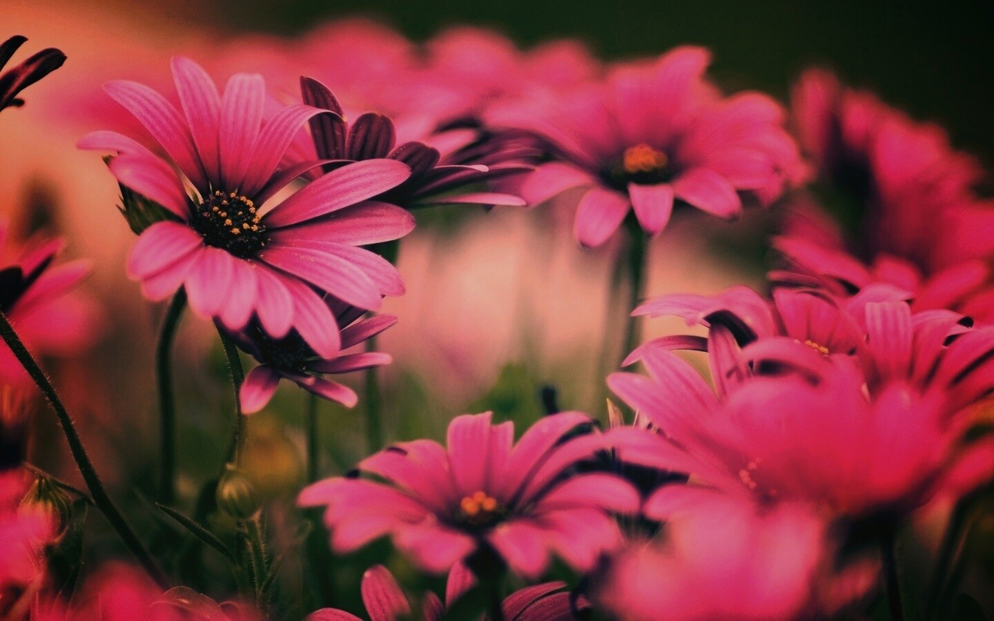 Яркие фиолетовые цветы обои