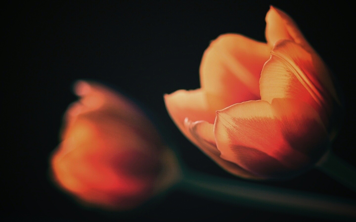 Тюльпаны в темноте обои