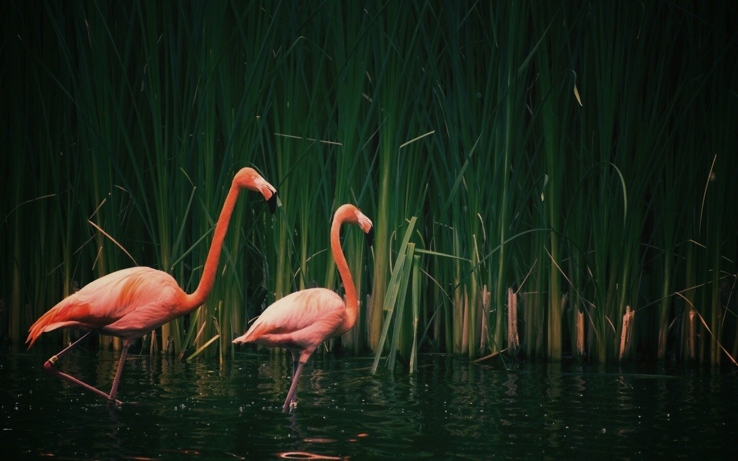 Красивые розовые фламинго на озере обои