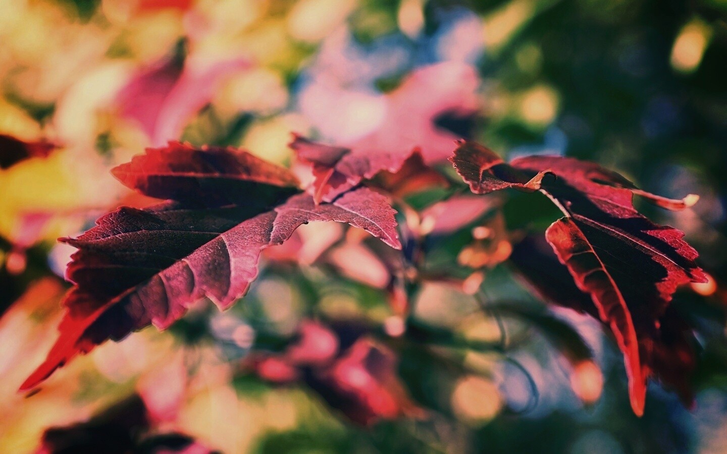 Красивые осенние листья в баговых цветах обои