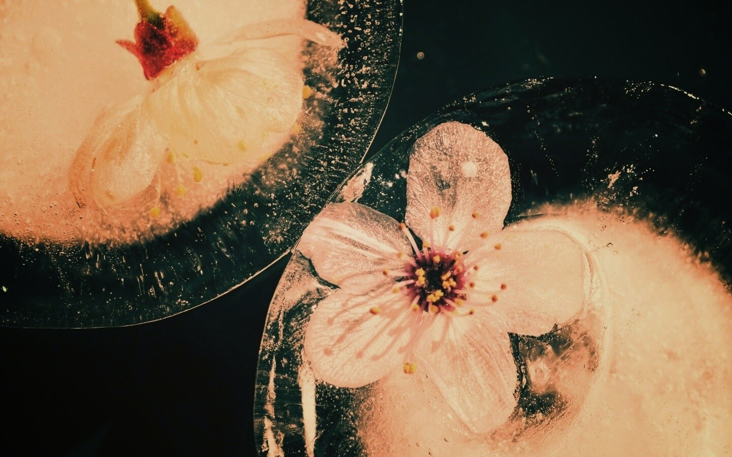 Цветы вишни во льду обои