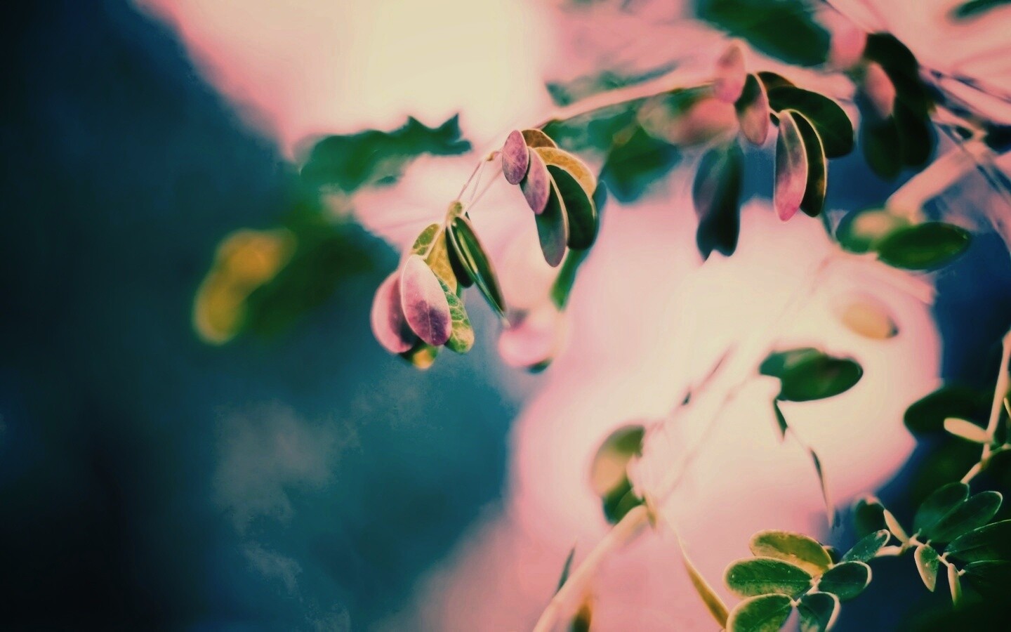 Фиолетовые листья обои