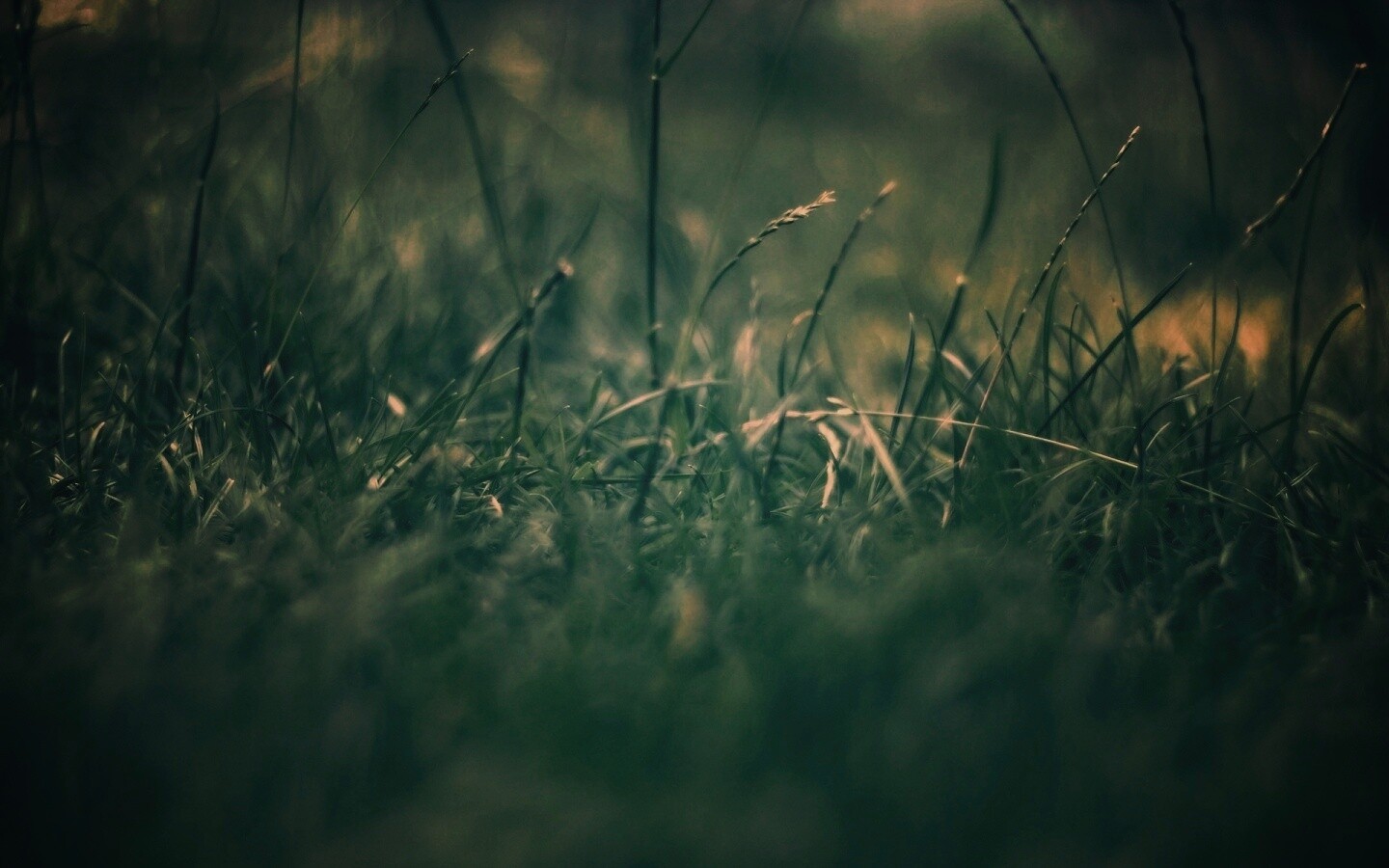 Трава в макро режиме обои