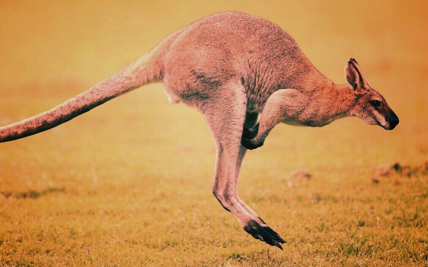 Кенгуру обои
