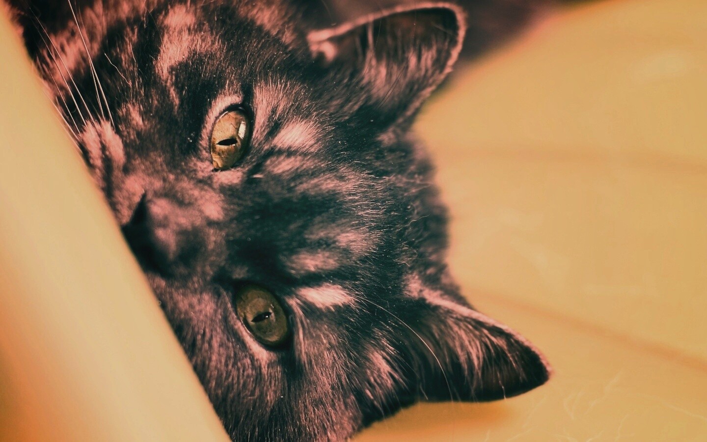 Глаза и уши обои