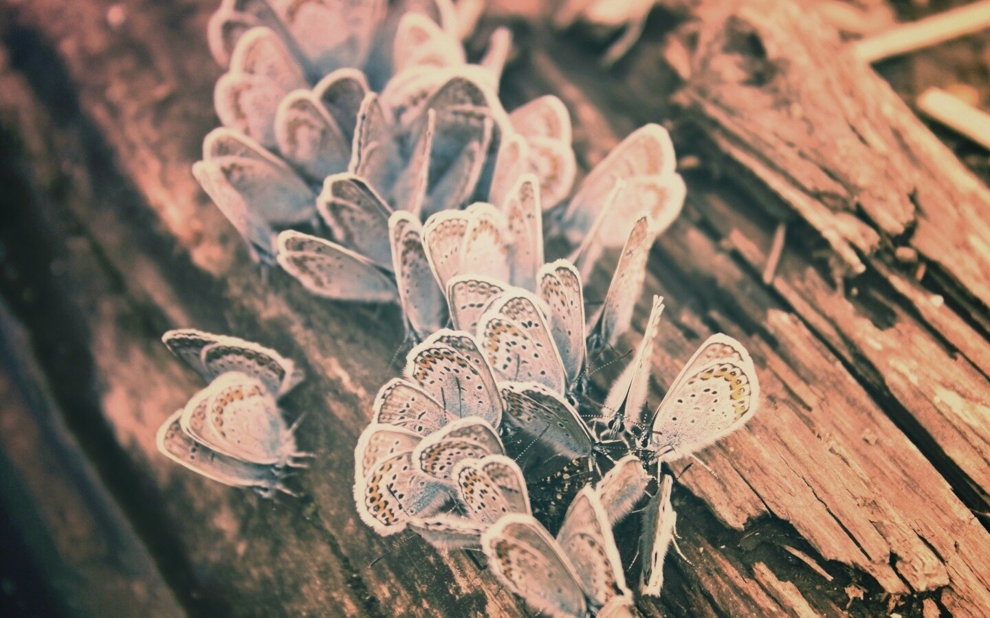 Голубые бабочки обои