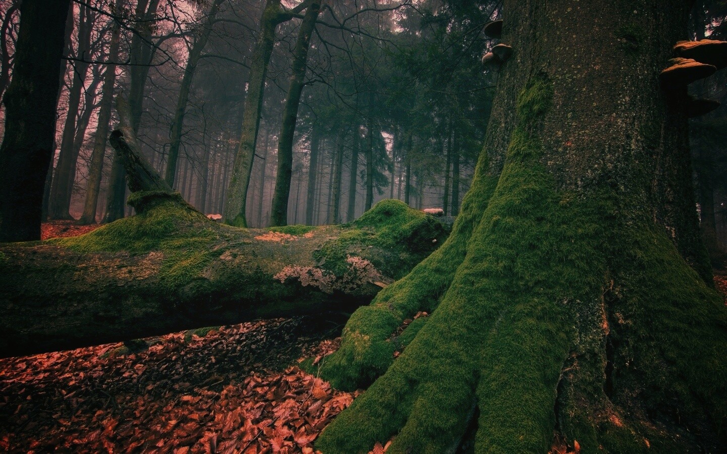 Дерево, поросшее мхом обои